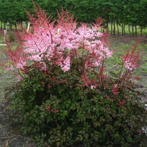 Astilbe 'Delft Lace' NEW 2022